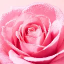 NUXE VERY ROSE EAU MICELLAIRE DEMAQUILLANTE APAISANTE 3EN1 400ML-4.webp
